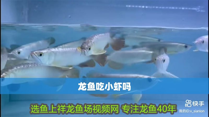 龍魚吃小蝦嗎