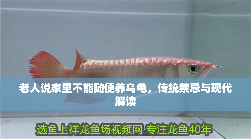 老人說家里不能隨便養烏龜，傳統禁忌與現代解讀