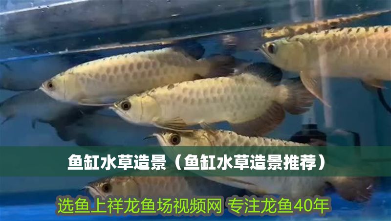 魚缸水草造景（魚缸水草造景推薦） 魚缸水草造景（魚缸水草造景推薦） 龍魚百科 第1張