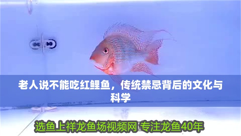 老人說不能吃紅鯉魚，傳統(tǒng)禁忌背后的文化與科學