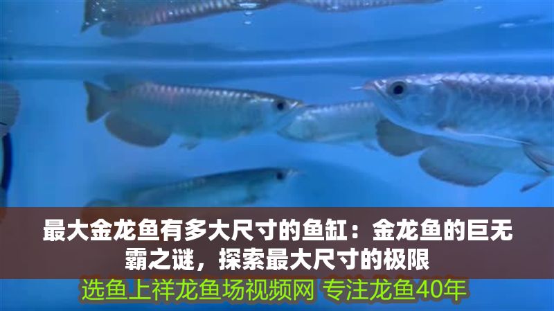 最大金龍魚有多大尺寸的魚缸：金龍魚的巨無霸之謎，探索最大尺寸的極限