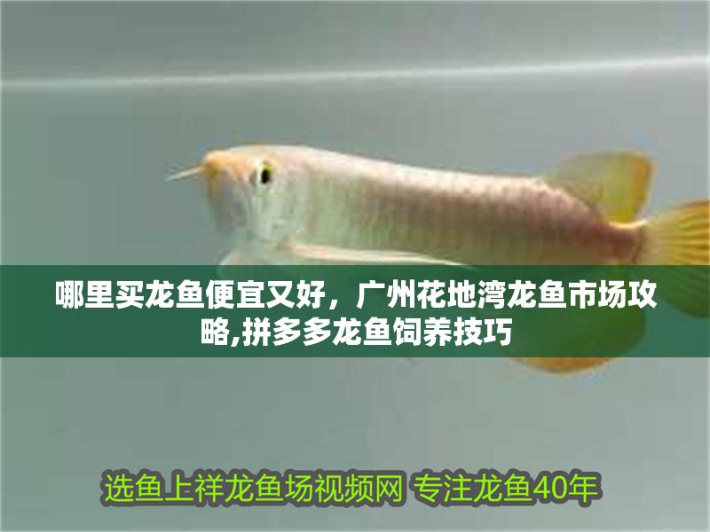 哪里買龍魚便宜又好,廣州花地灣龍魚市場攻略,拼多多龍魚飼養技巧 龍魚百科 第2張 哪里買龍魚便宜又好,廣州花地灣龍魚市場攻略,拼多多龍魚飼養技巧 哪里買龍魚便宜又好,廣州花地灣龍魚市場攻略,拼多多龍魚飼養技巧 龍魚百科 第2張