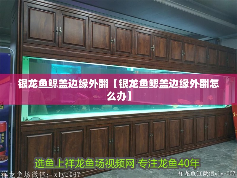 銀龍魚鰓蓋邊緣外翻【銀龍魚鰓蓋邊緣外翻怎么辦】