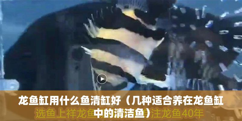 龍魚缸用什么魚清缸好（幾種適合養(yǎng)在龍魚缸中的清潔魚）