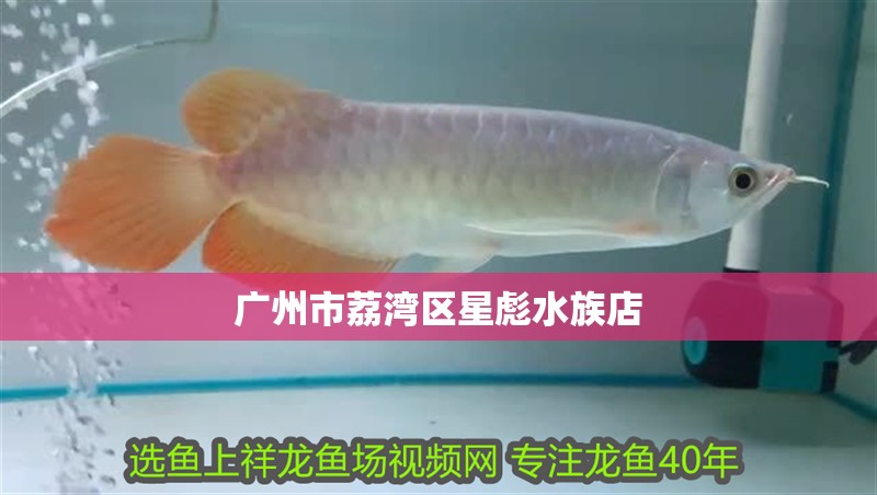 廣州市荔灣區星彪水族店 廣州市荔灣區星彪水族店 全國水族館企業名錄 第1張
