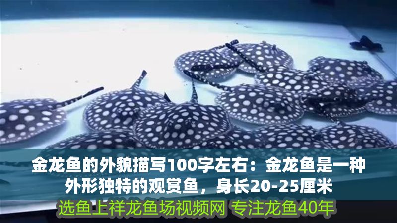 金龍魚的外貌描寫100字左右：金龍魚是一種外形獨特的觀賞魚，身長20-25厘米