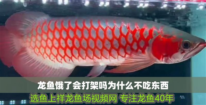 龍魚餓了會打架嗎為什么不吃東西