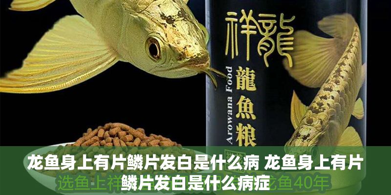 龍魚身上有片鱗片發白是什么病 龍魚身上有片鱗片發白是什么病癥