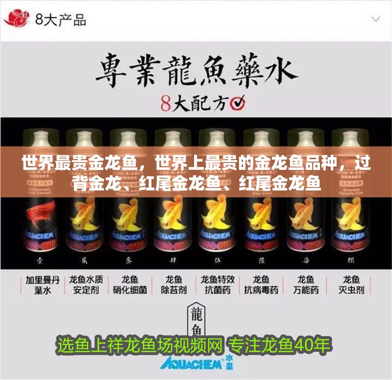 世界最貴金龍魚，世界上最貴的金龍魚品種，過背金龍、紅尾金龍魚、紅尾金龍魚