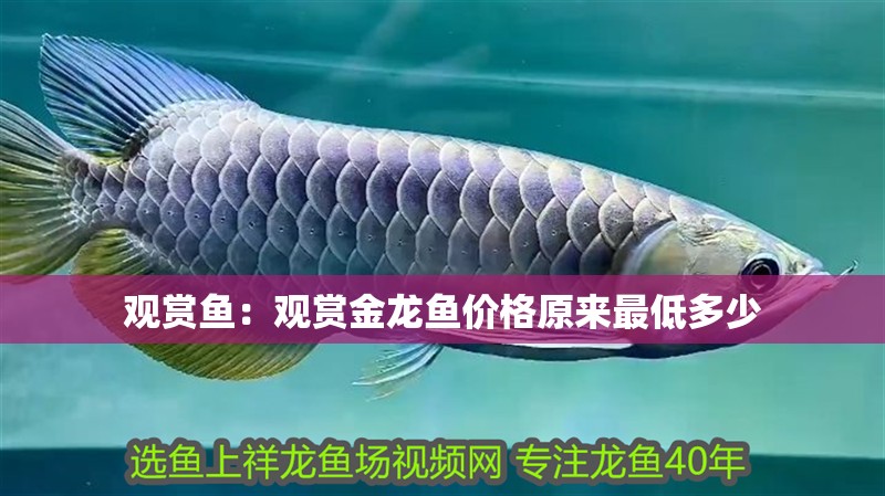 觀賞魚(yú)：觀賞金龍魚(yú)價(jià)格原來(lái)最低多少