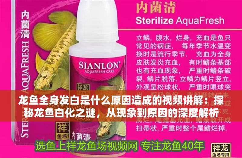 龍魚全身發白是什么原因造成的視頻講解：探秘龍魚白化之謎，從現象到原因的深度解析