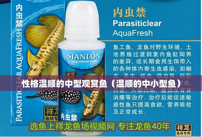 性格溫順的中型觀賞魚（溫順的中小型魚）