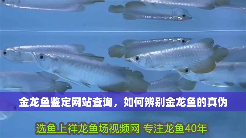 金龍魚鑒定網(wǎng)站查詢，如何辨別金龍魚的真?zhèn)? title=