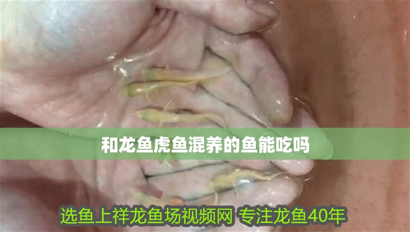 和龍魚虎魚混養的魚能吃嗎