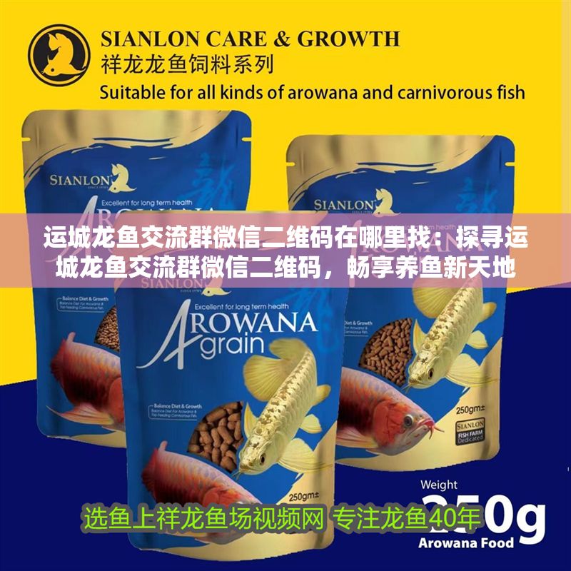 運城龍魚交流群微信二維碼在哪里找：探尋運城龍魚交流群微信二維碼，暢享養(yǎng)魚新天地