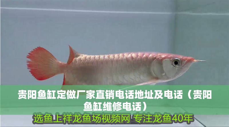 貴陽魚缸定做廠家直銷電話地址及電話（貴陽魚缸維修電話） 貴陽魚缸定做廠家直銷電話地址及電話（貴陽魚缸維修電話） 龍魚百科 第1張