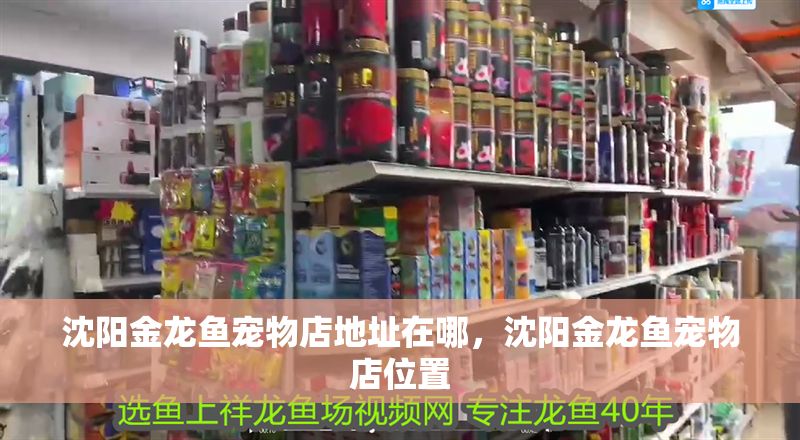 沈陽金龍魚寵物店地址在哪，沈陽金龍魚寵物店位置