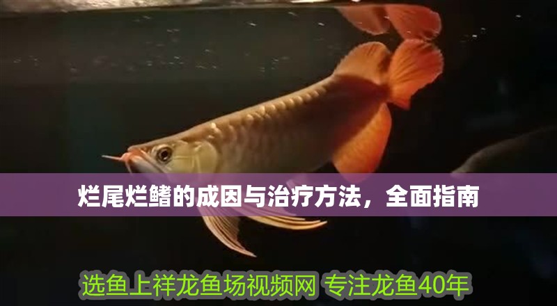 爛尾爛鰭的成因與治療方法，全面指南 爛尾爛鰭的成因與治療方法，全面指南 龍魚百科 第1張