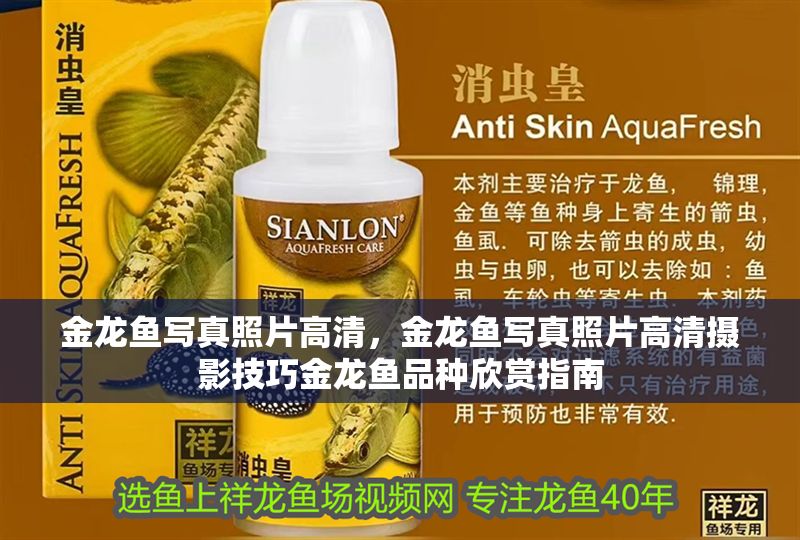 金龍魚寫真照片高清，金龍魚寫真照片高清攝影技巧金龍魚品種欣賞指南