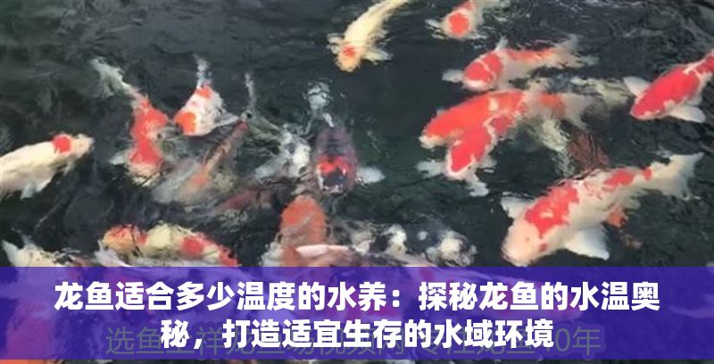 龍魚適合多少溫度的水養：探秘龍魚的水溫奧秘，打造適宜生存的水域環境