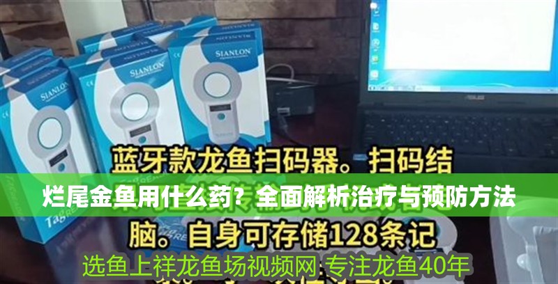 爛尾金魚用什么藥？全面解析治療與預防方法