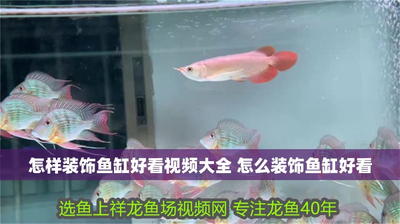 怎樣裝飾魚缸好看視頻大全 怎么裝飾魚缸好看