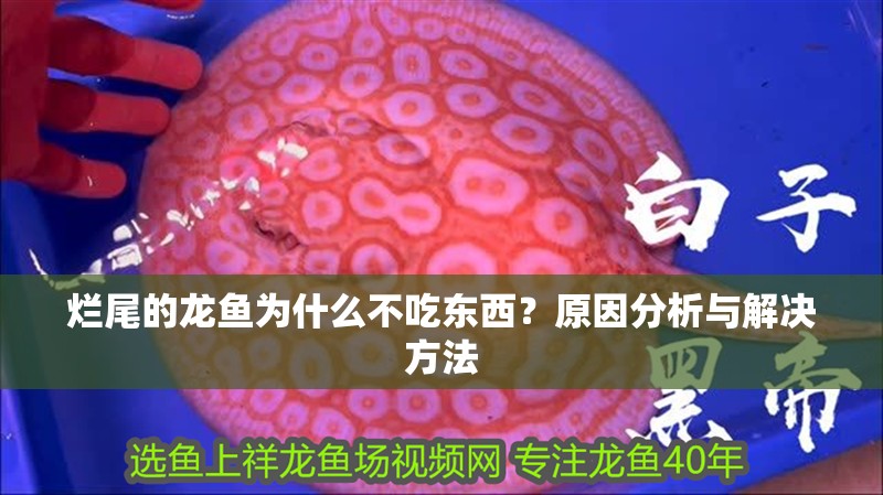 爛尾的龍魚為什么不吃東西？原因分析與解決方法 爛尾的龍魚為什么不吃東西？原因分析與解決方法 龍魚百科 第1張