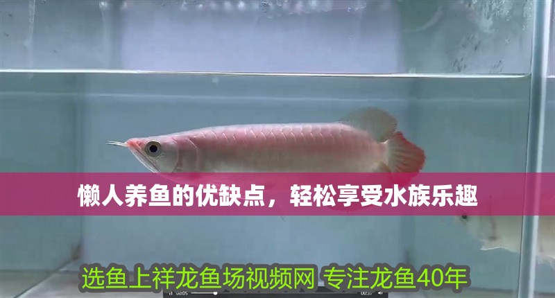 懶人養魚的優缺點，輕松享受水族樂趣
