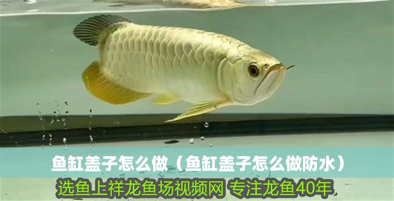 魚缸蓋子怎么做（魚缸蓋子怎么做防水）