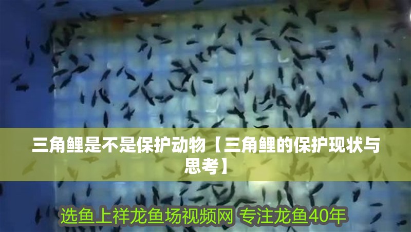 三角鯉是不是保護動物【三角鯉的保護現狀與思考】 三角鯉是不是保護動物【三角鯉的保護現狀與思考】 龍魚論壇