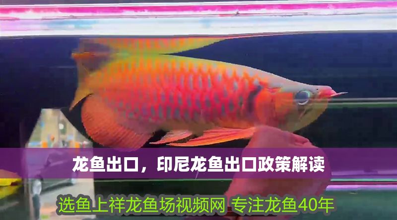 龍魚出口，印尼龍魚出口政策解讀