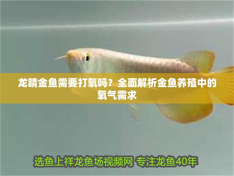 龍睛金魚需要打氧嗎？全面解析金魚養(yǎng)殖中的氧氣需求
