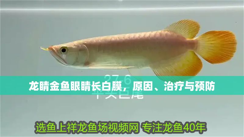 龍睛金魚眼睛長白膜，原因、治療與預(yù)防