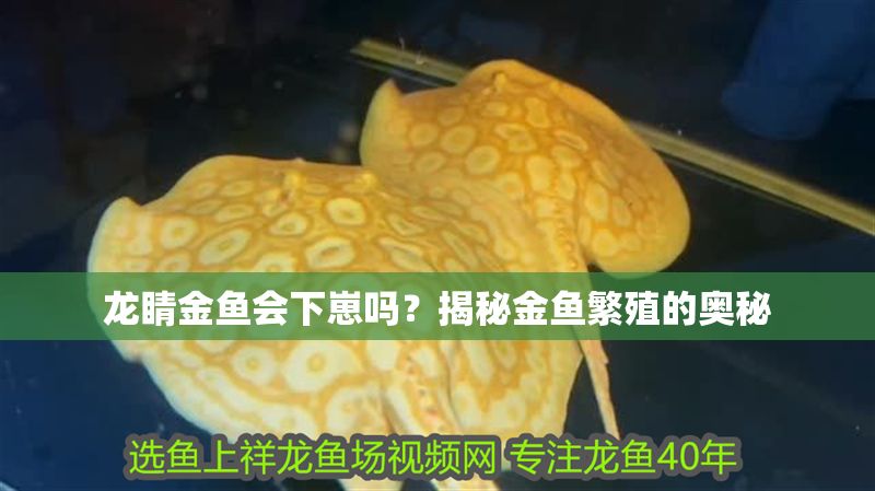 龍睛金魚會下崽嗎？揭秘金魚繁殖的奧秘