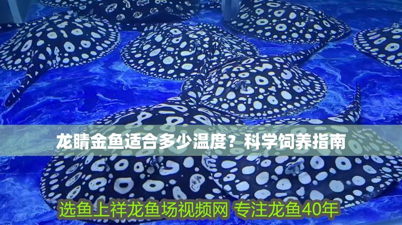 龍睛金魚適合多少溫度？科學飼養指南