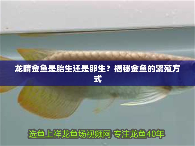 龍睛金魚是胎生還是卵生？揭秘金魚的繁殖方式