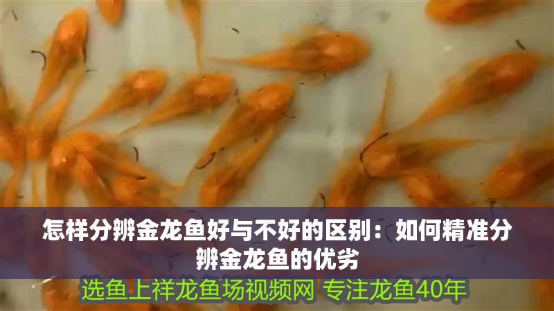 怎樣分辨金龍魚好與不好的區(qū)別：如何精準(zhǔn)分辨金龍魚的優(yōu)劣