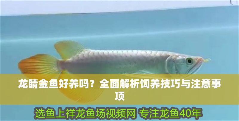 龍睛金魚好養嗎？全面解析飼養技巧與注意事項 龍睛金魚好養嗎？全面解析飼養技巧與注意事項 龍魚百科 第1張