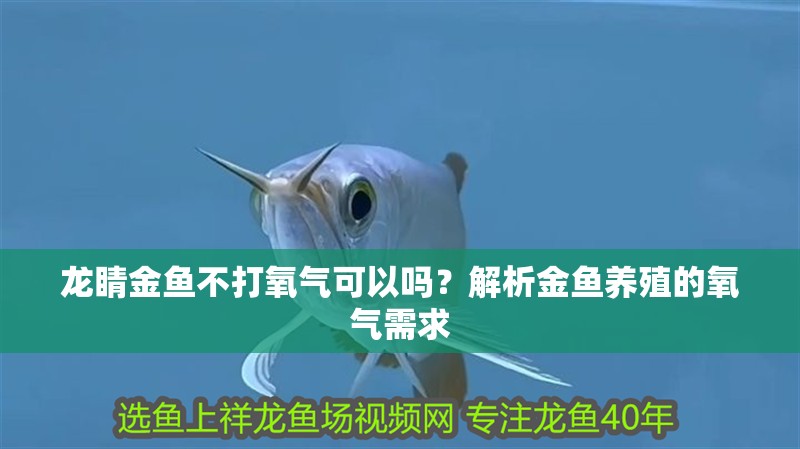 龍睛金魚不打氧氣可以嗎？解析金魚養殖的氧氣需求