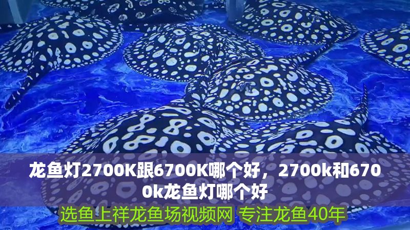 龍魚燈2700K跟6700K哪個好，2700k和6700k龍魚燈哪個好