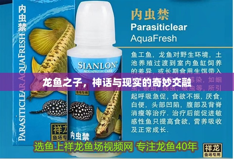 龍魚之子，神話與現實的奇妙交融