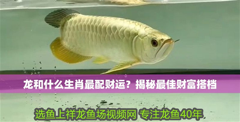 龍和什么生肖最配財(cái)運(yùn)？揭秘最佳財(cái)富搭檔 龍和什么生肖最配財(cái)運(yùn)？揭秘最佳財(cái)富搭檔 龍魚百科 第1張