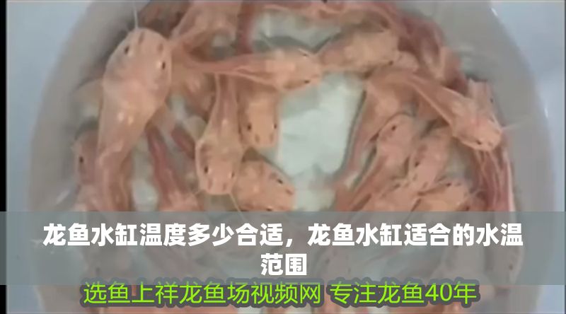 龍魚水缸溫度多少合適，龍魚水缸適合的水溫范圍