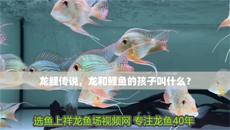 龍鯉傳說，龍和鯉魚的孩子叫什么？