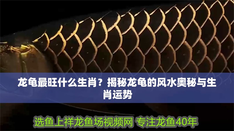 龍龜最旺什么生肖？揭秘龍龜?shù)娘L(fēng)水奧秘與生肖運勢