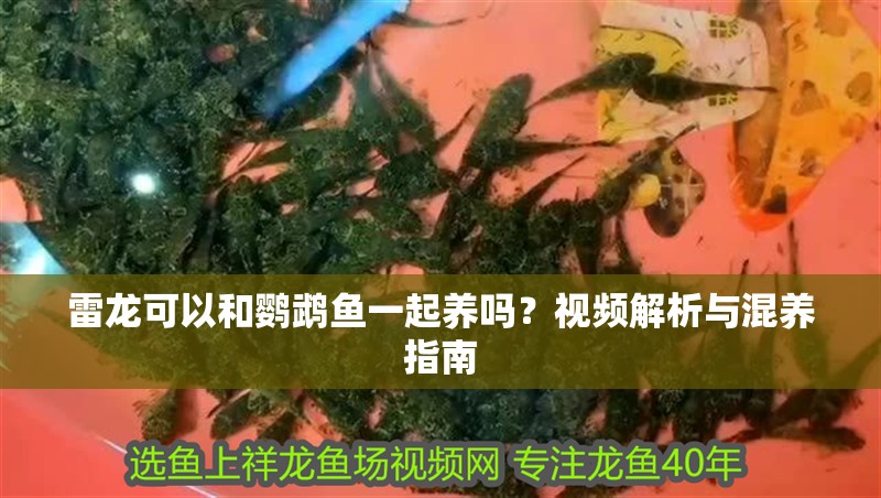 雷龍可以和鸚鵡魚一起養嗎？視頻解析與混養指南