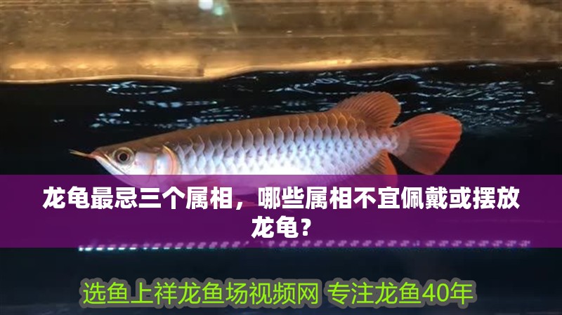 龍龜最忌三個屬相，哪些屬相不宜佩戴或擺放龍龜？