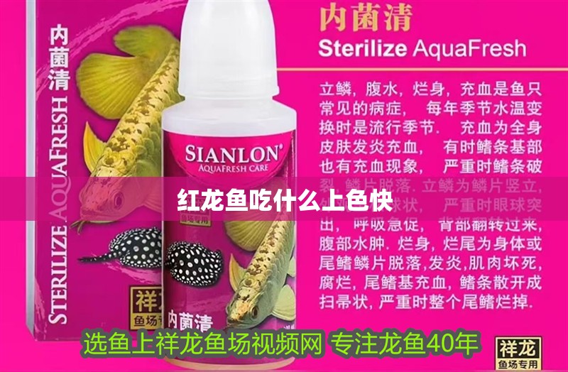 紅龍魚吃什么上色快 龍魚百科 第1張 紅龍魚吃什么上色快 紅龍魚吃什么上色快 龍魚百科 第1張