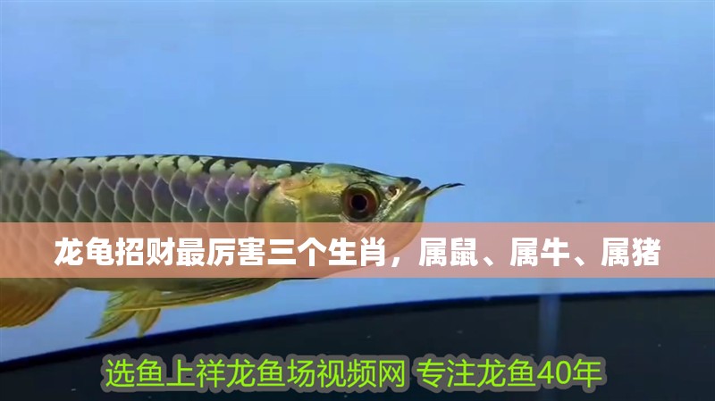 龍龜招財最厲害三個生肖，屬鼠、屬牛、屬豬