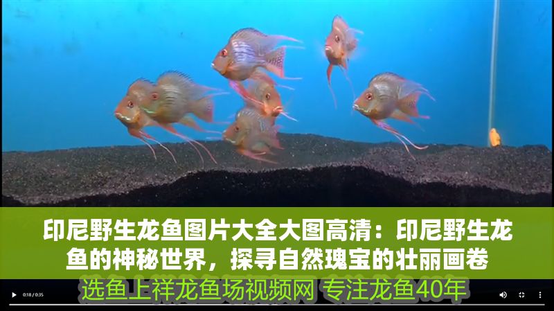 印尼野生龍魚圖片大全大圖高清：印尼野生龍魚的神秘世界，探尋自然瑰寶的壯麗畫卷